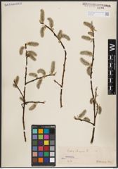 Foto von Salix caprea L.